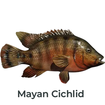 Cichlid Fish Mount Replica, museum-quality fiberglass, trophy-quality finish by Greg Cassell. Shop Mayan Cichlid replicas for coastal décor and gifts.