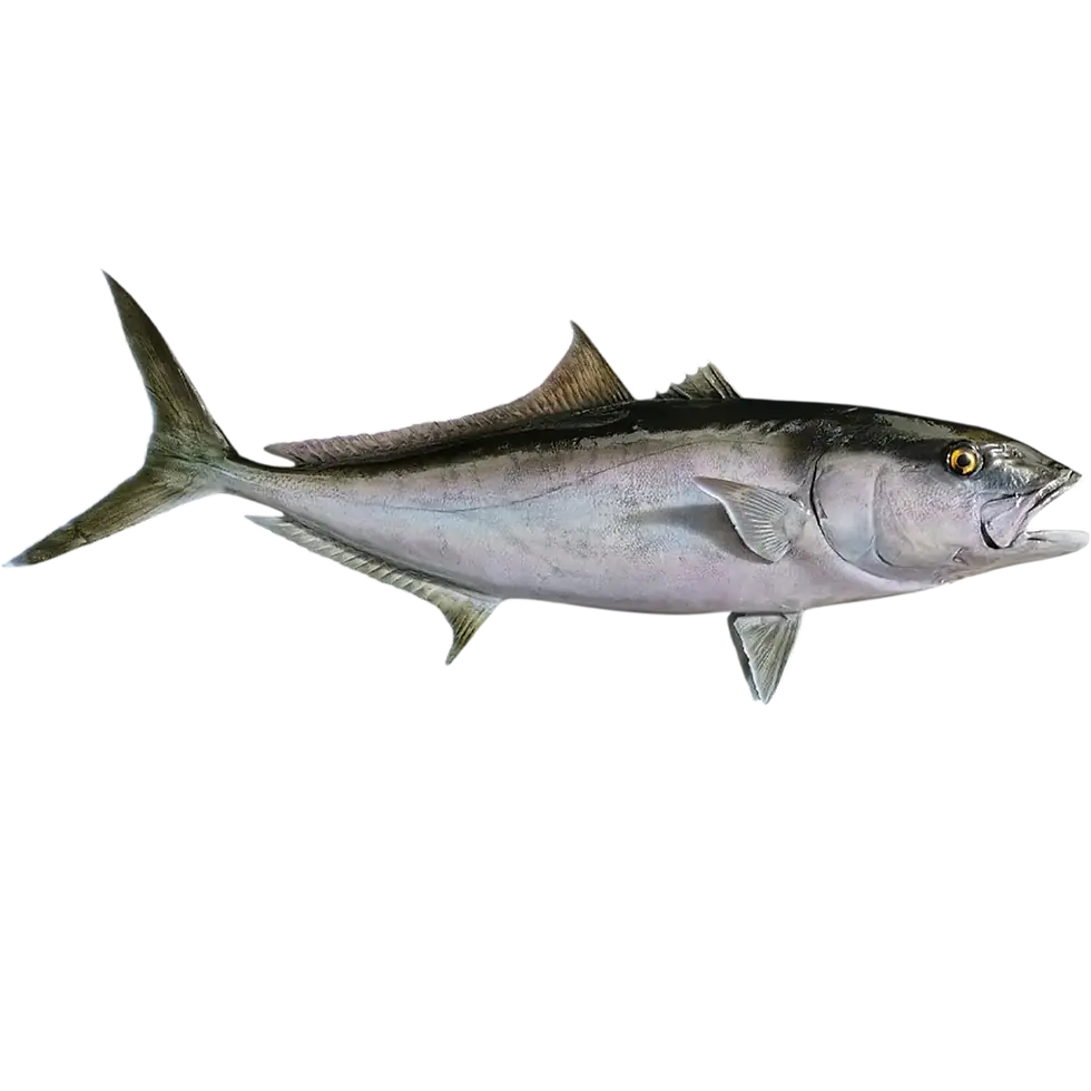 8-inch greater amberjack full double-sided mount replica by artist Greg Cassell showing orbital stripe and right profile