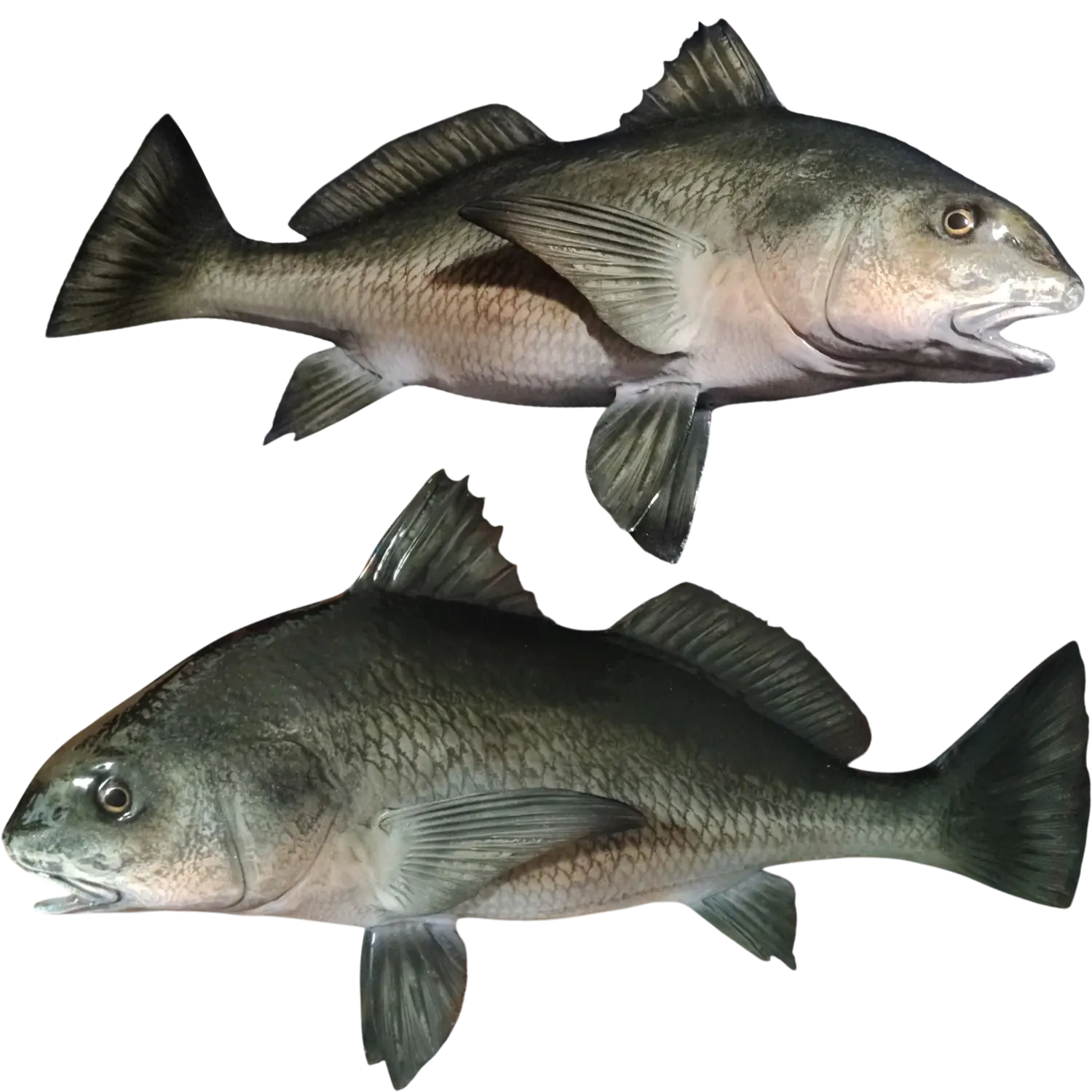 Freshwater Drum Fish Mount Replicas