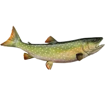 40-inch lake trout full mount open mouth hand-painted by artist Greg Cassell showing cream spotting and hand-sculpted teeth