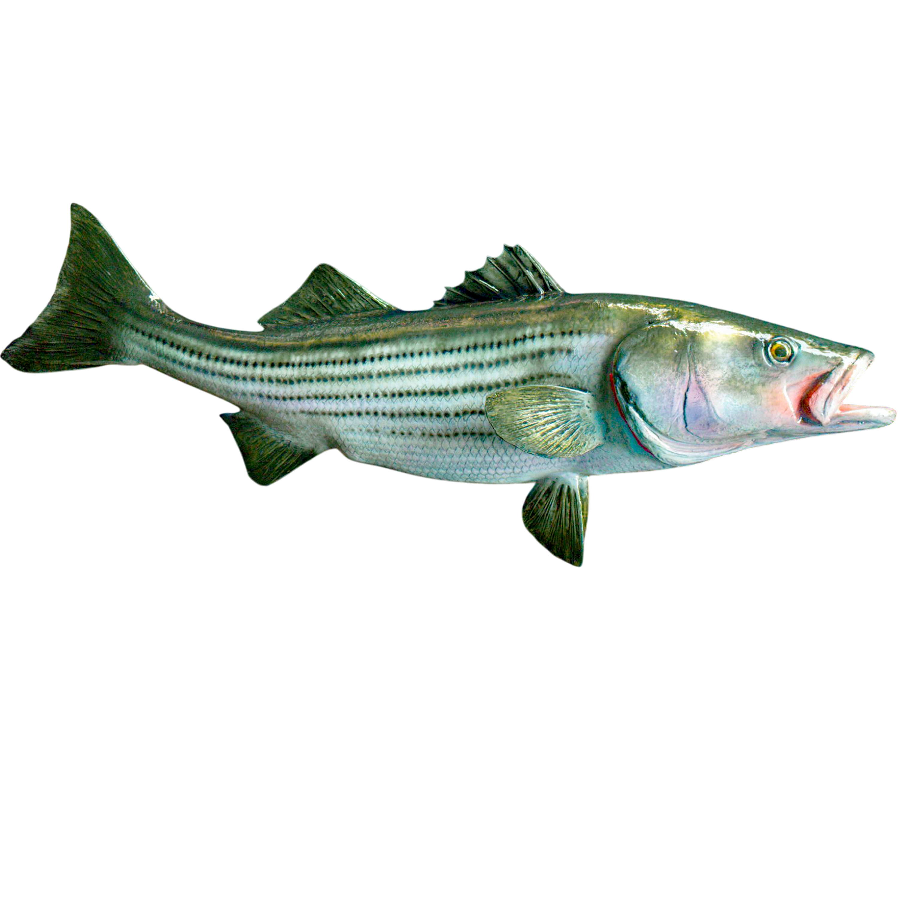 Right facing straight-on profile of Striped Bass mount showing anatomical silhouette, scale flow, and detailed paintwork.
