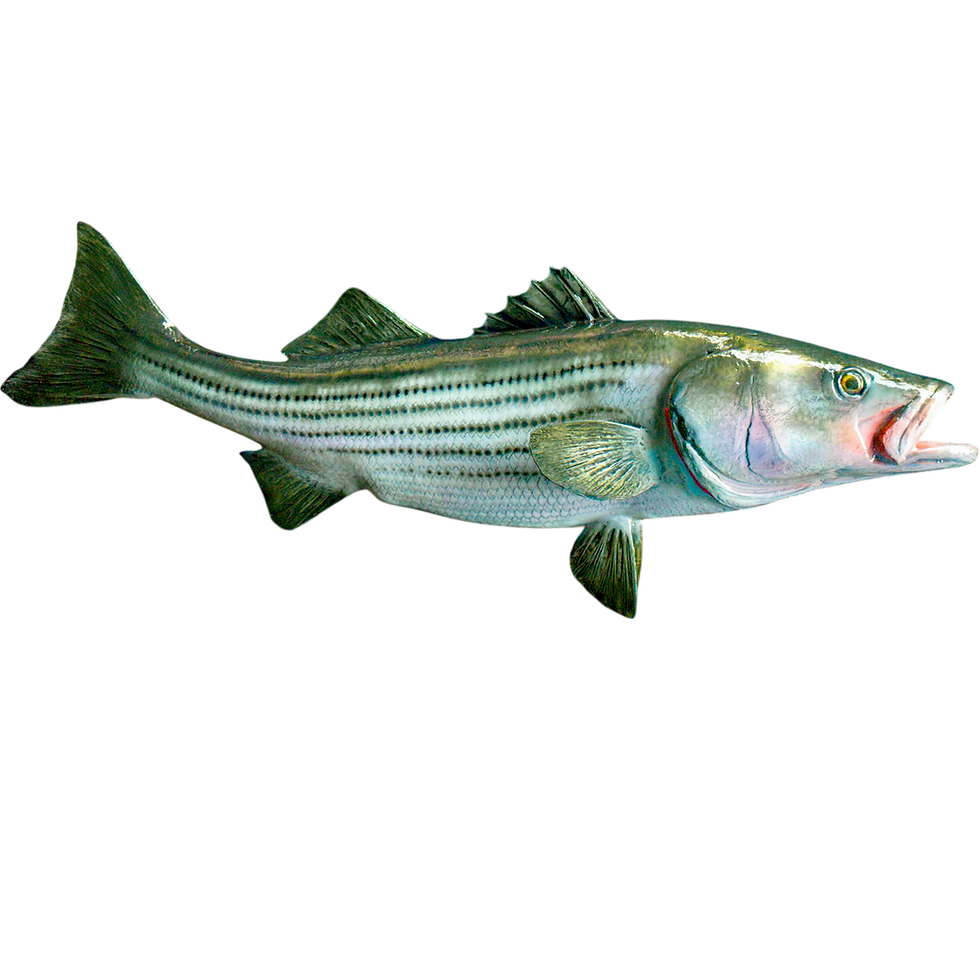 Right facing straight-on profile of Striped Bass mount showing anatomical silhouette, scale flow, and detailed paintwork.