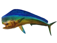 Mahi Fish Mount Right Facing