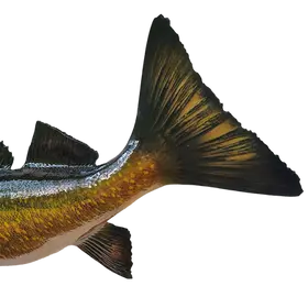 Close-up of Walleye replica tail on double-sided full fish mount