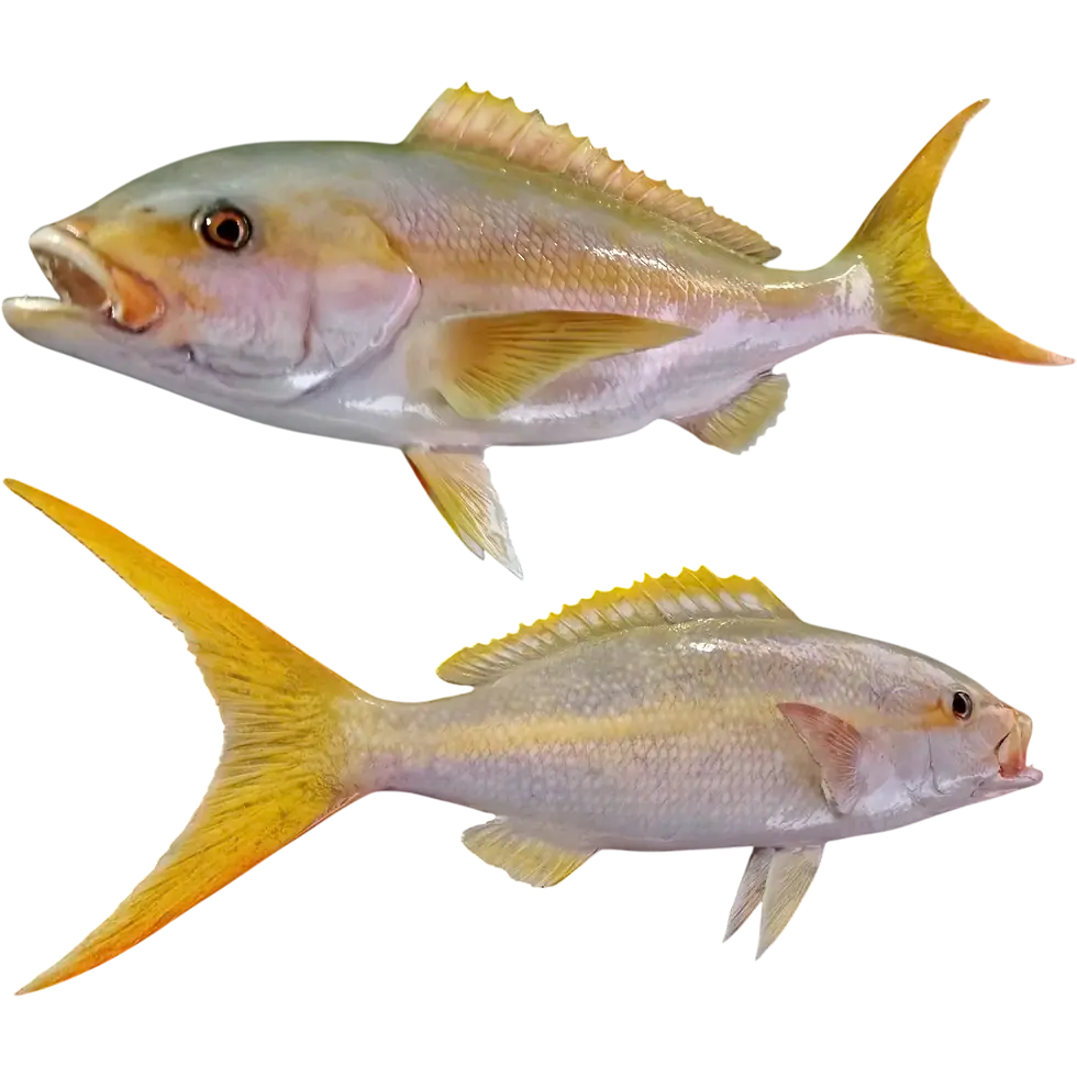Thumbnail: two yellowtail snapper double-sided full mounts stacked left facing top right facing bottom tail tilted clear coat gloss