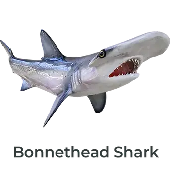 Bonnethead Shark fiberglass mount available in full or 360° options, painted by Greg Cassell. 
