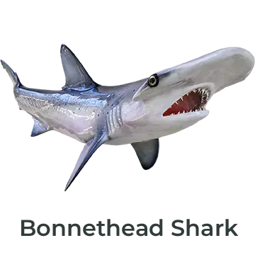 Bonnethead Shark fiberglass mount available in full or 360° options, painted by Greg Cassell. 