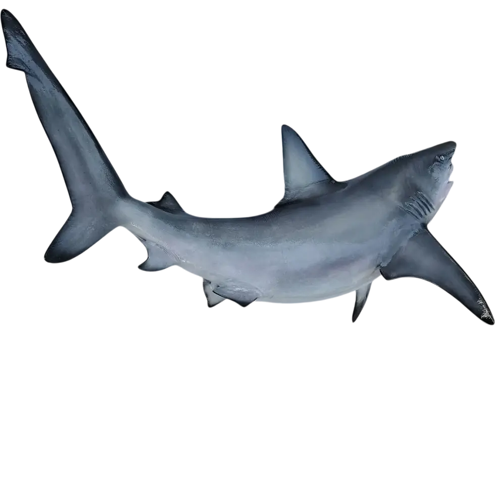 Thumbnail: Bull shark mount replica clean side profile closed mouth blue-grey dorsal coloration, fiberglass shark wall mount, Florida Fi