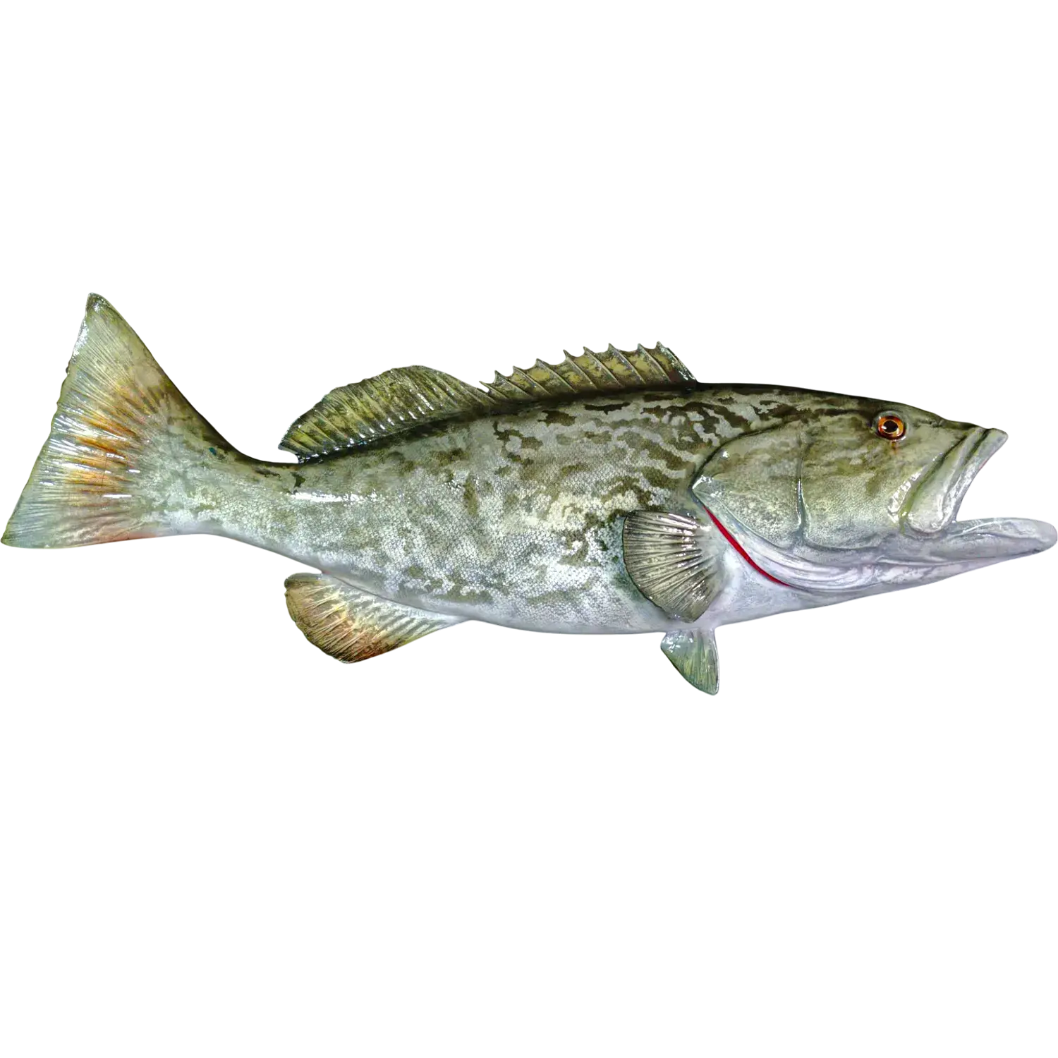 32-inch fiberglass gag grouper full mount replica, side profile with dorsal fin raised