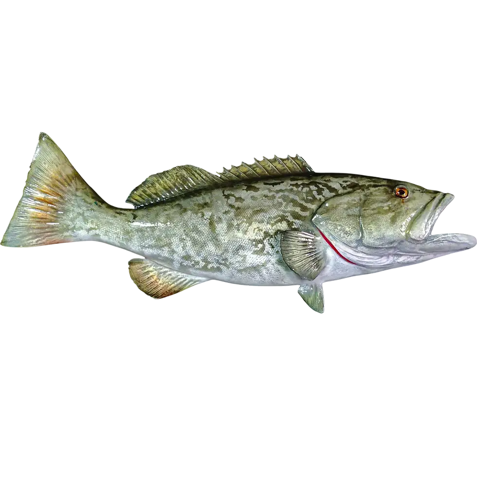 32-inch fiberglass gag grouper full mount replica, side profile with dorsal fin raised