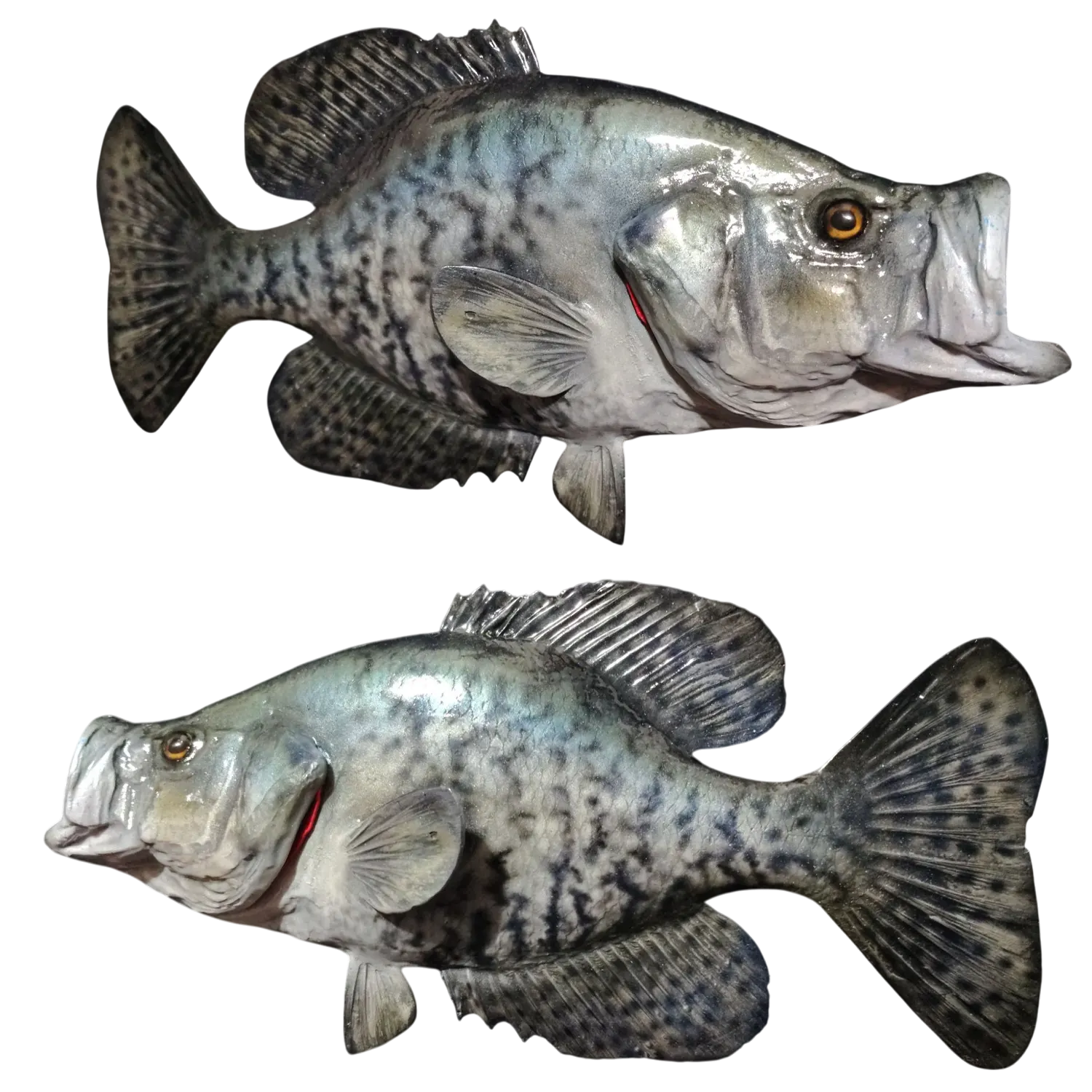 Black Crappie Fiberglass Fish Mount Replica