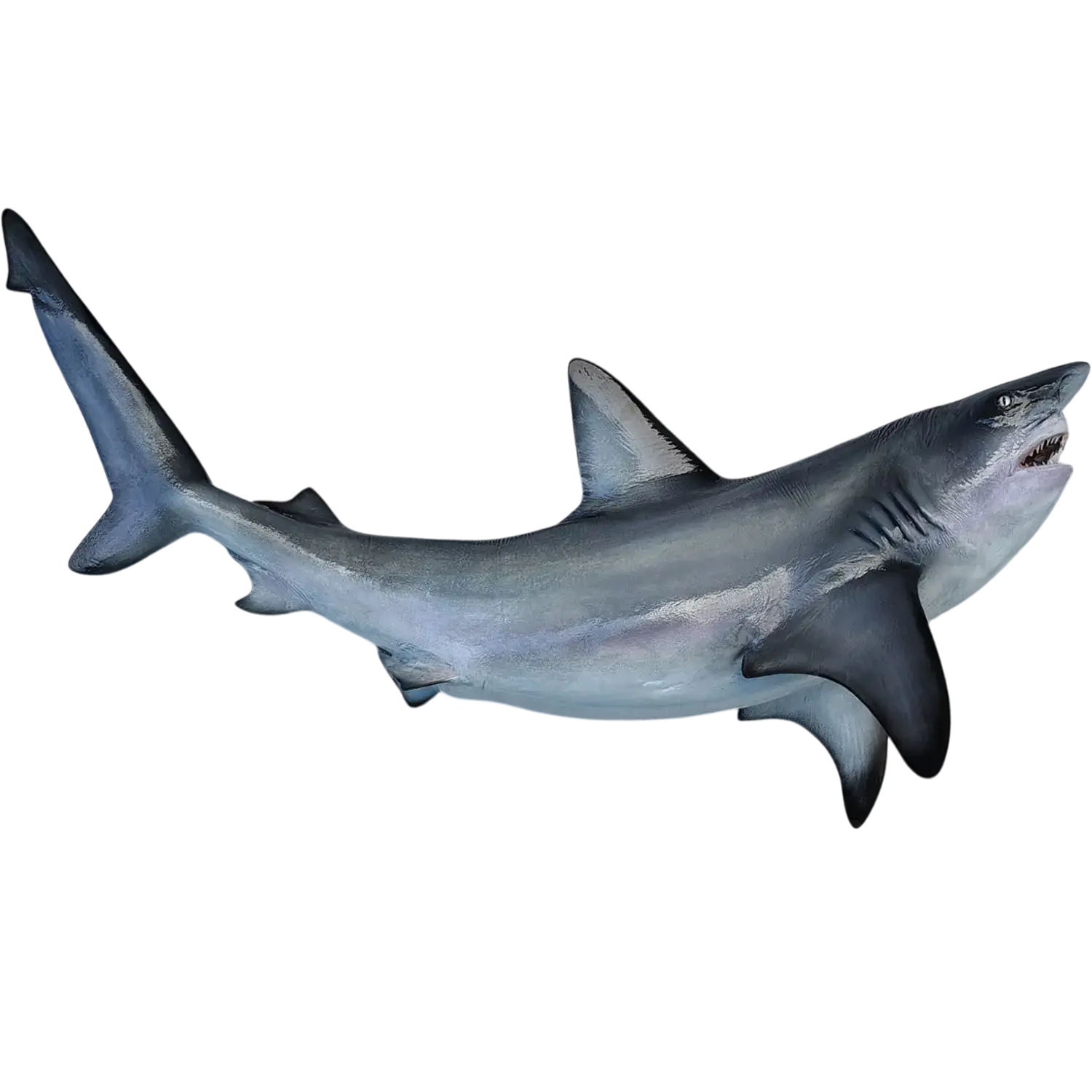 Bull shark full mount replica 90 inch open mouth profile, hand-painted fiberglass, Florida Fish Mounts