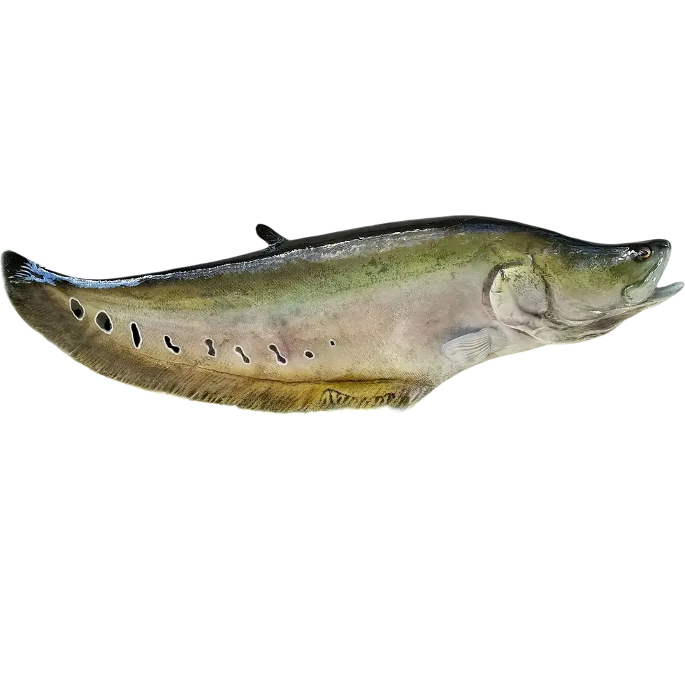 Clown knifefish fiberglass taxidermy fish mount replicas custom painted by artist Greg Cassell