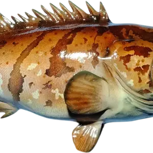 Goliath Grouper full-mount macro of upper torso showing fin rays and scale texture