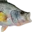 Thumbnail: White Crappie mount close-up of jaw and hand-painted glass eye