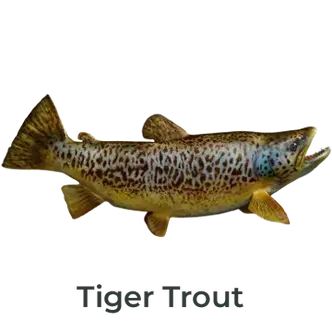 Tiger Trout Fiberglass Fish Mount Replica painted by Greg Cassell. Side‑profile mount showcasing bold striping, pronounced hookjaw, and detailed scale texture.