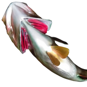 Largemouth bass mount close-up, featuring exposed belly and open gills with realistic shading.
