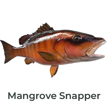 Mangrove Snapper fiberglass mount featuring lifelike patterns and vibrant scales, painted by Greg Cassell. 