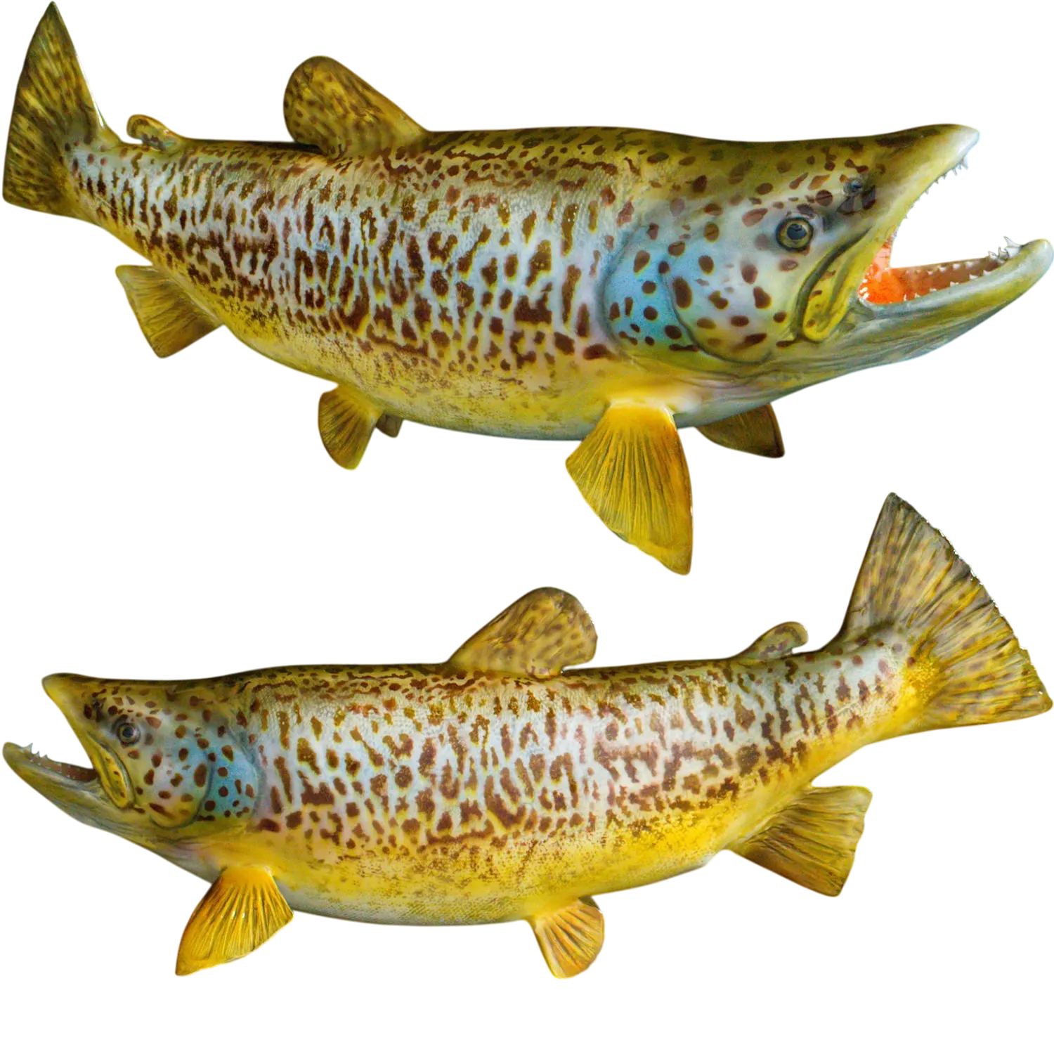 Tiger Trout Fish Mount Replicas
