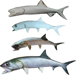Ladyfish build progression from blank to finished mount