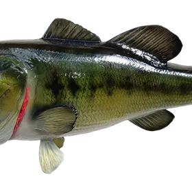 Close-up of largemouth bass mount mid-body, highlighting pattern detail and smooth color transitions.