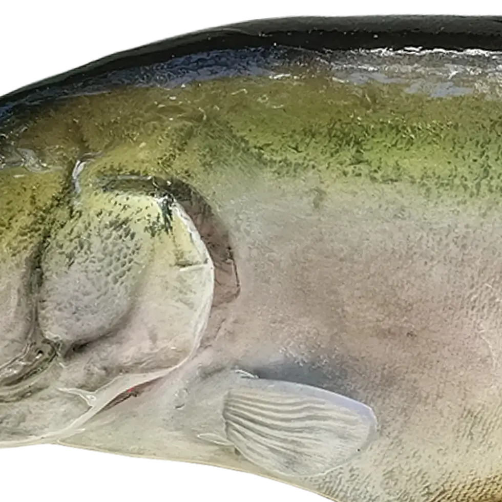 Thumbnail: Clown Knifefish replica gill plate and pectoral fin close-up with fine detailing