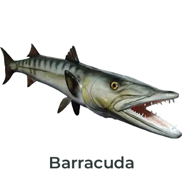 Barracuda 60 inch full wall mount replica painted to match angler's catch photo