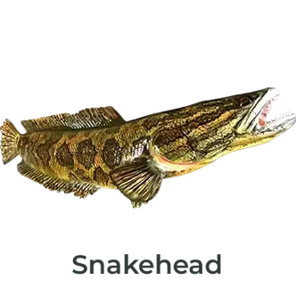 Snakehead Fiberglass Fish Mount Replica painted by Greg Cassell. Angled right-facing mount with intricate details and vibrant colors.