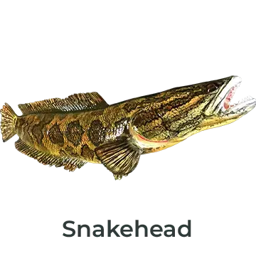 Snakehead Fiberglass Fish Mount Replica painted by Greg Cassell. Angled right-facing mount with intricate details and vibrant colors. 