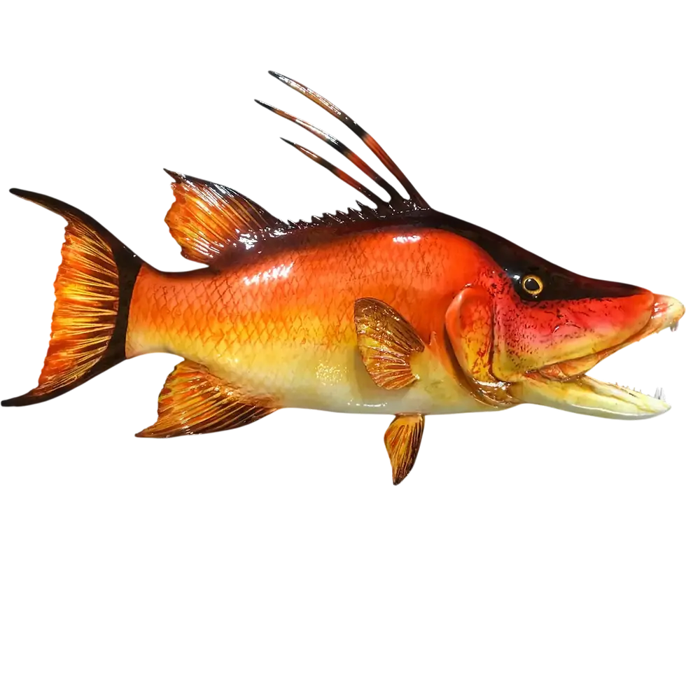 30-inch orange fiberglass hogfish full mount replica, full side profile with open mouth