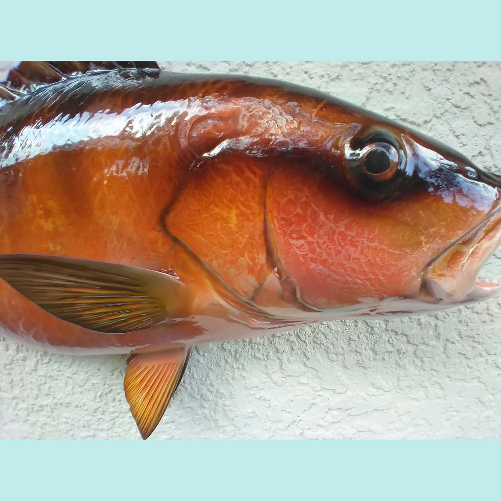 Thumbnail: Mangrove Snapper Fish Mount Replica for sale – Order your custom fish mount today.