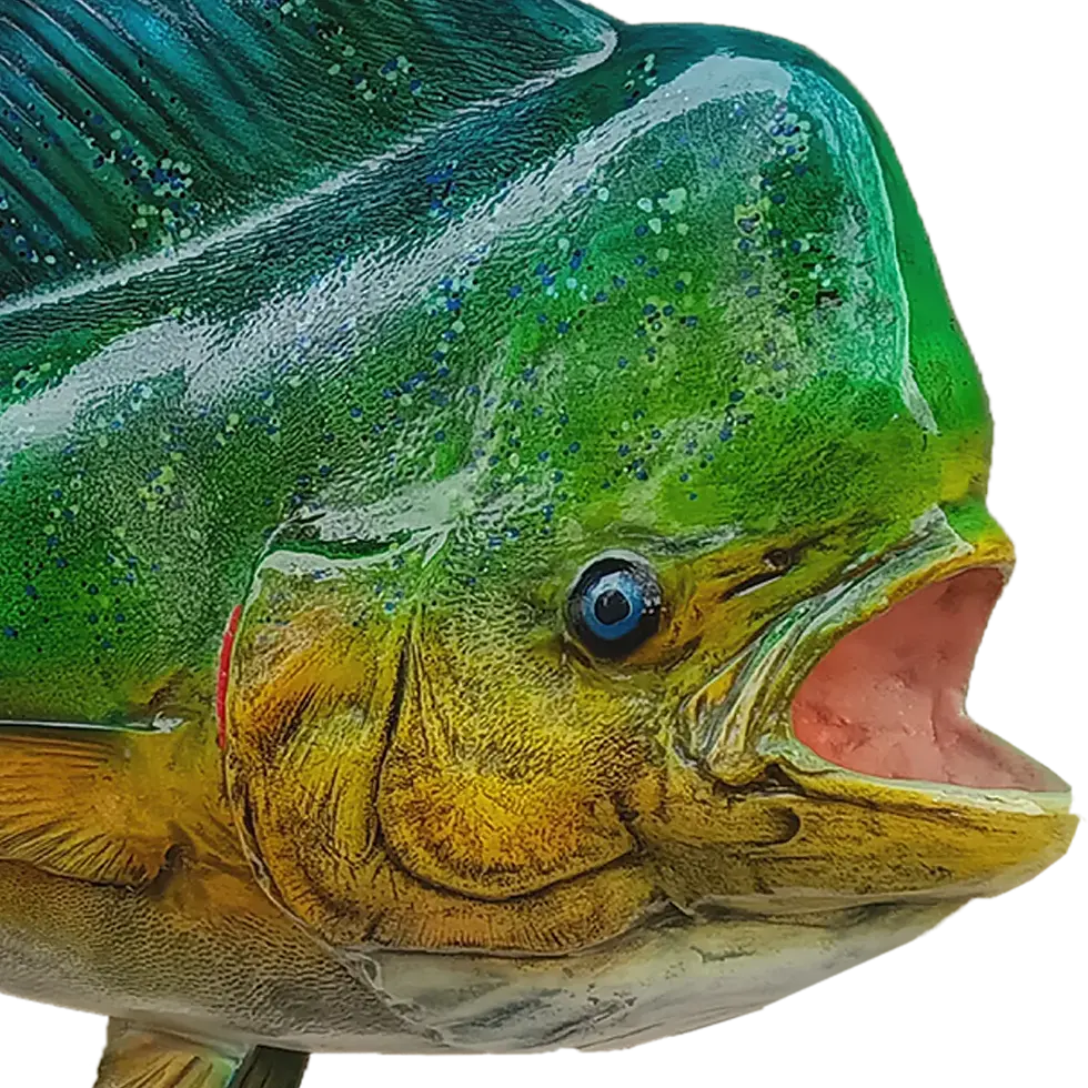 Thumbnail: Detailed shot of a full mount Mahi Mahi replica’s face, showcasing expert airbrushed painting.