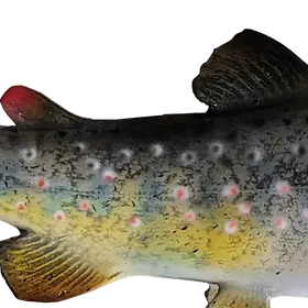 Cutthroat Trout replica top fin detail with lifelike form and paint accuracy