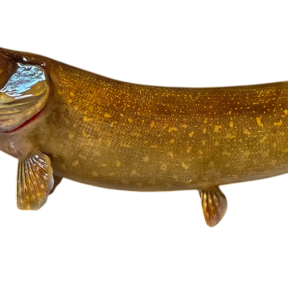 Thumbnail: Mid section of a Northern Pike fiberglass mount showing gill detail and ventral fins.