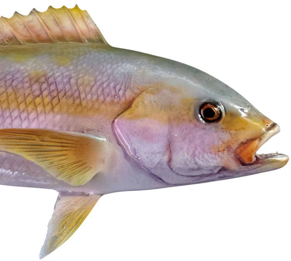 Thumbnail: yellowtail snapper replica face close up sculpted teeth gill plate hand painted glass eye fish mount replica