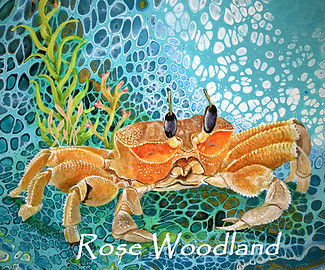 Orange Crab_0803.jpg