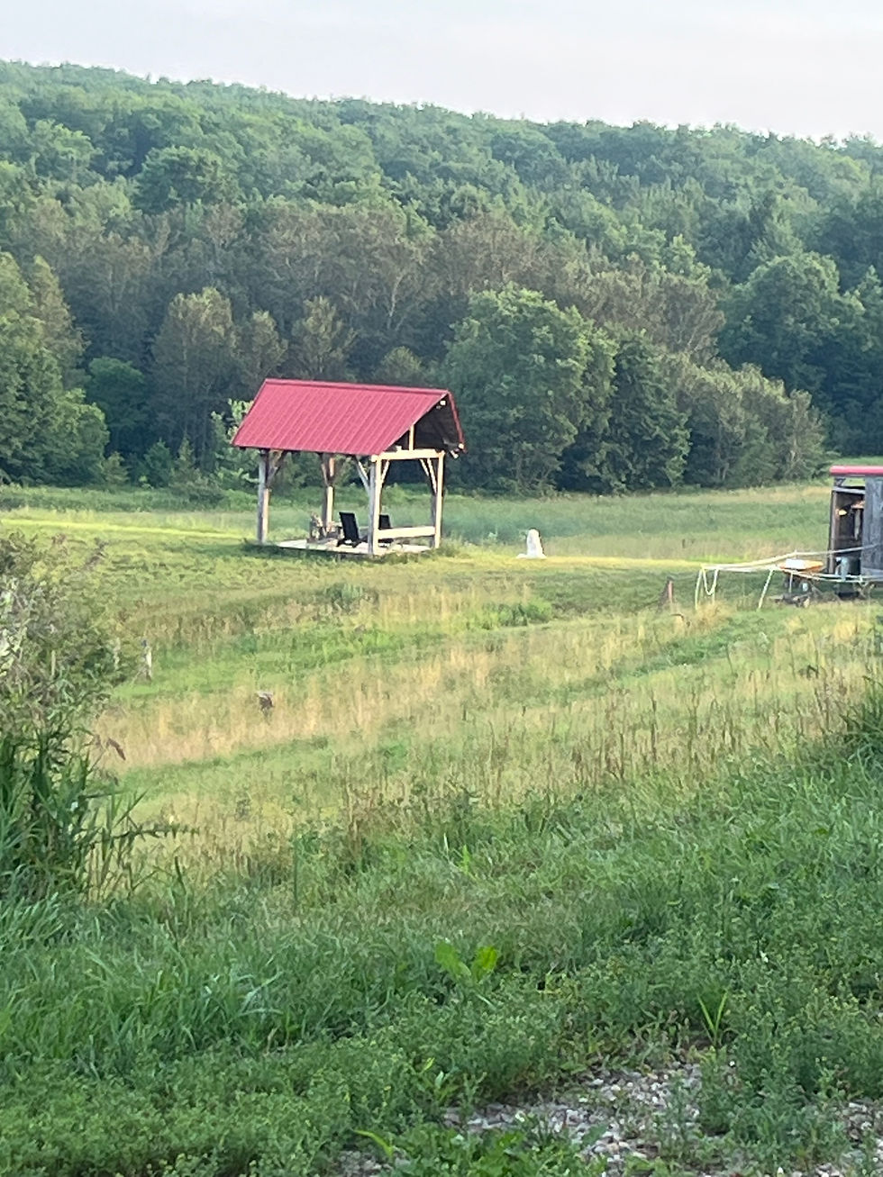 Commercial production filming with lambs at Everdale Farm in Ontario