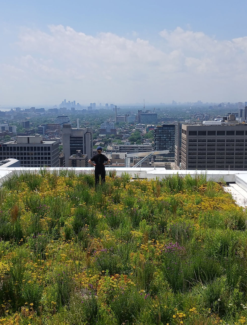 Rooftop garden Toronto 2026.jpeg