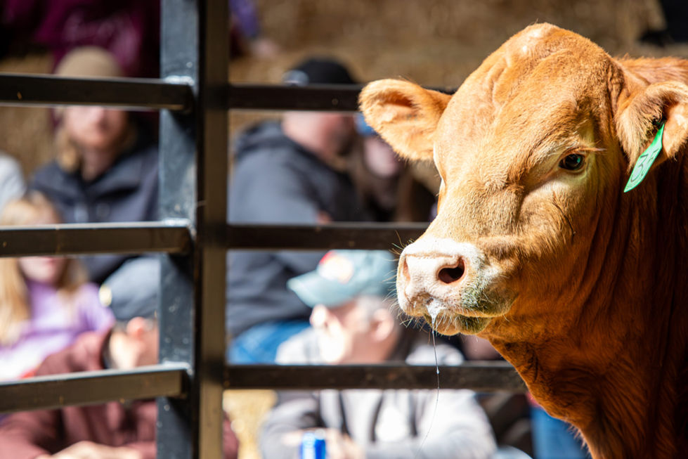 Balamore_MB-69-scaled