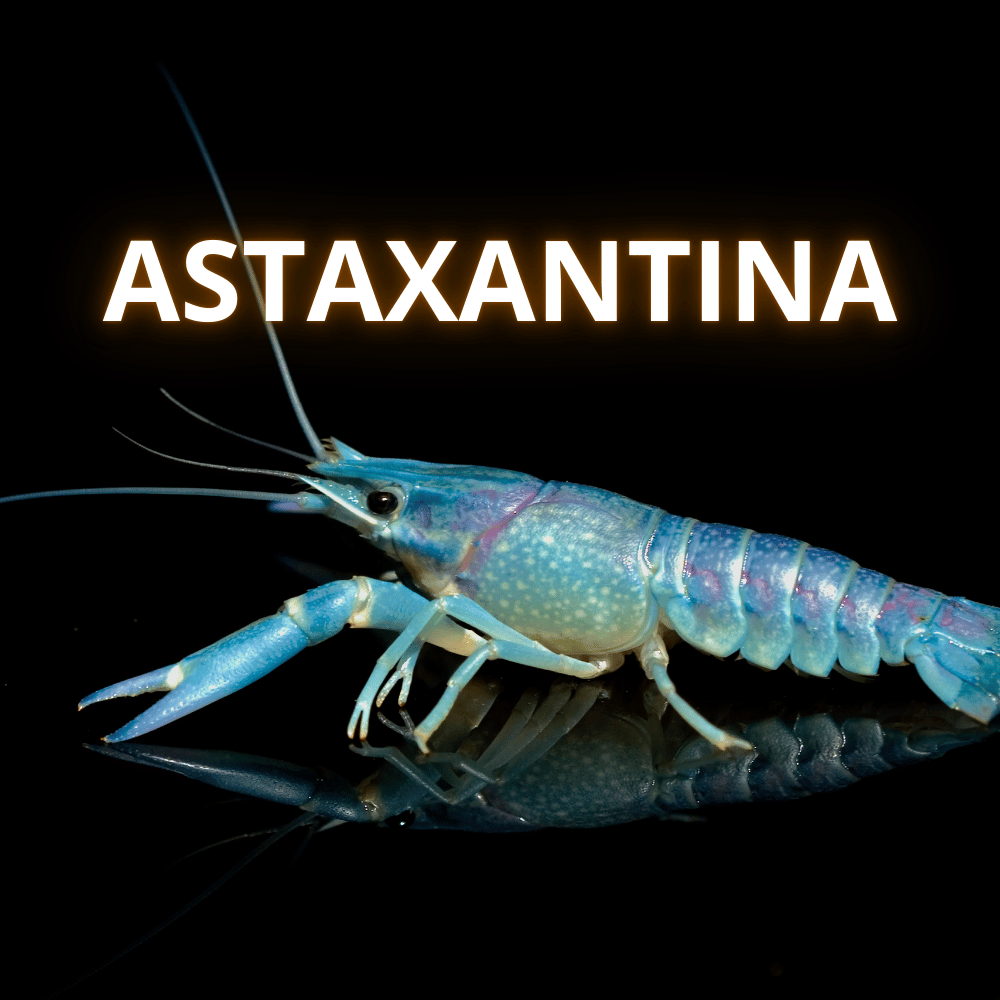 Fontes naturais de astaxantina como salmão e camarão