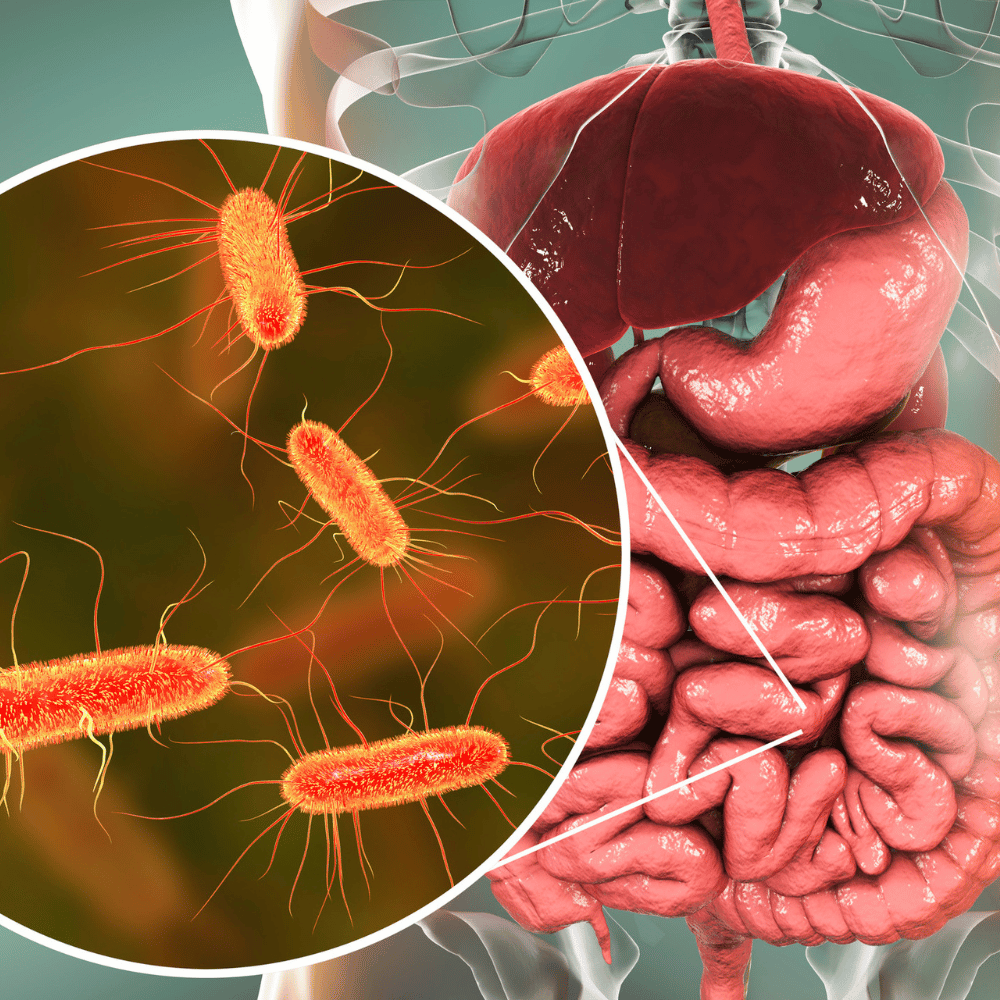 permeabilidade intestinal