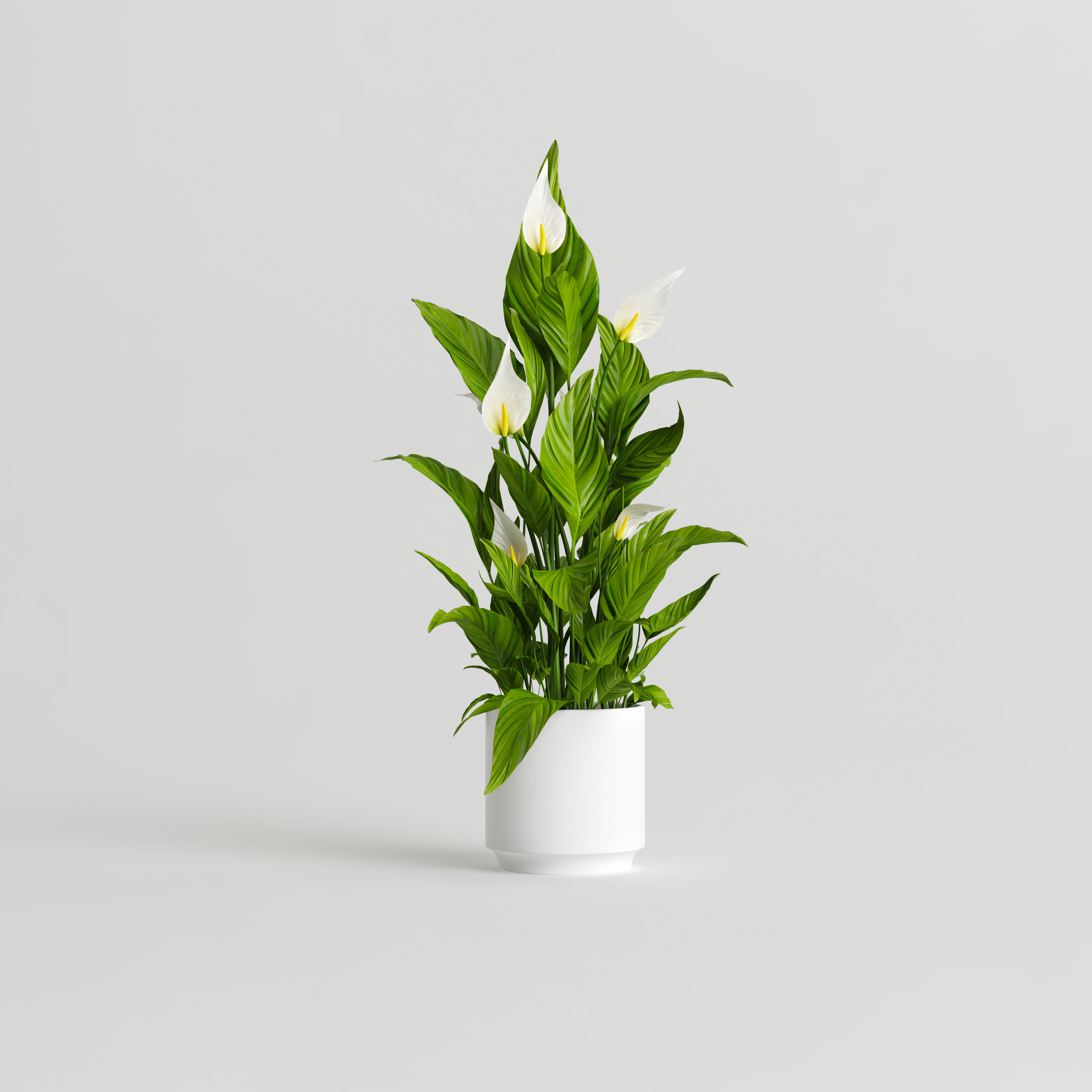 Peace Lily