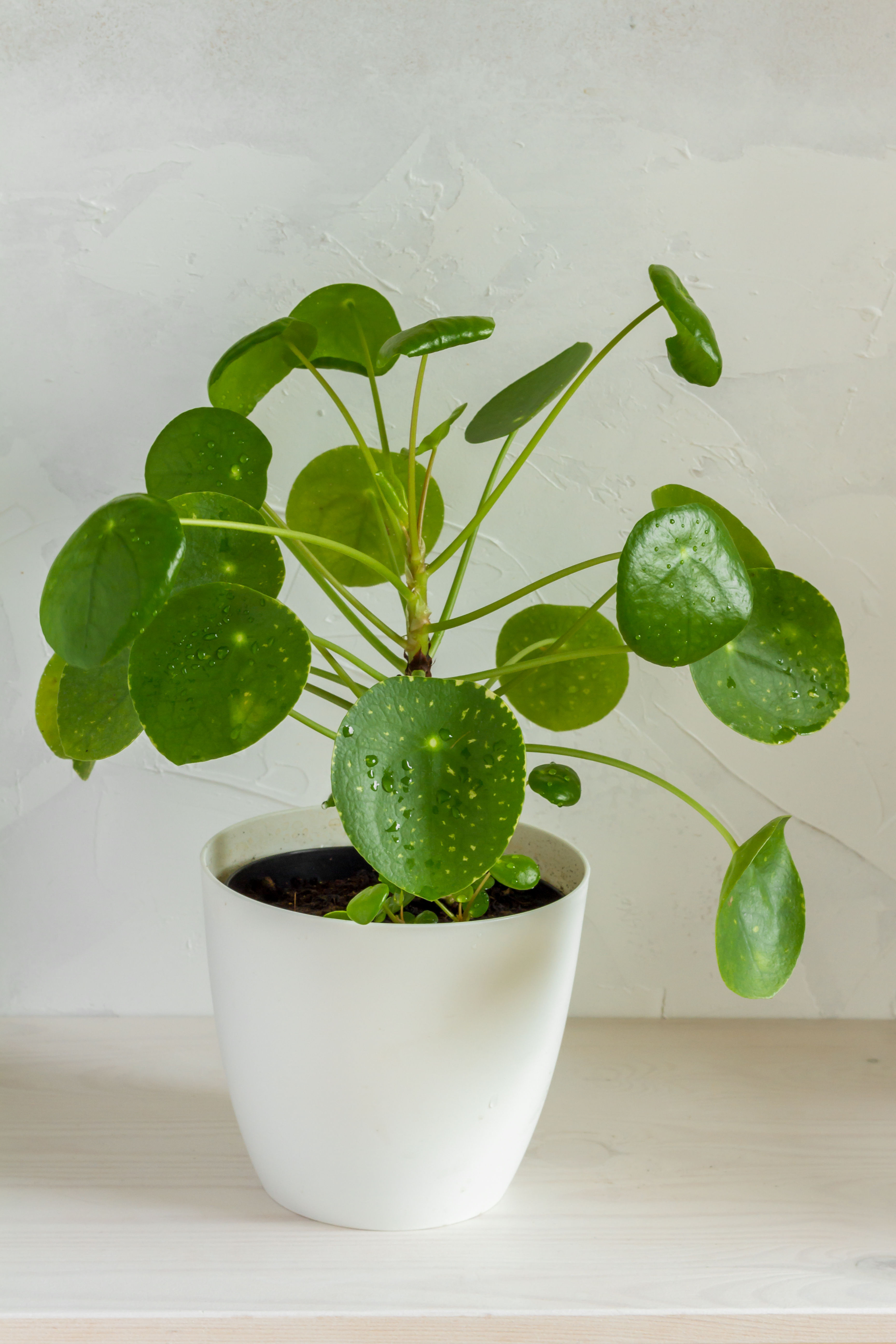 Chinese Money Plant