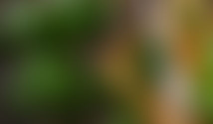 Du basilic pour prévenir les dégénérescences liées au vieillissement