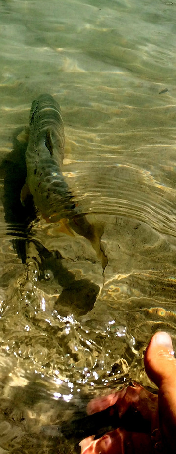 guidage de pêche