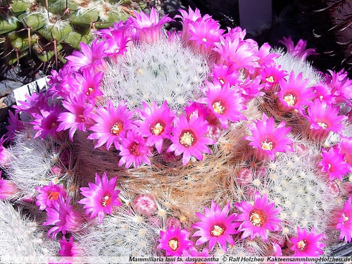 Mammillaria laui | cactusstore