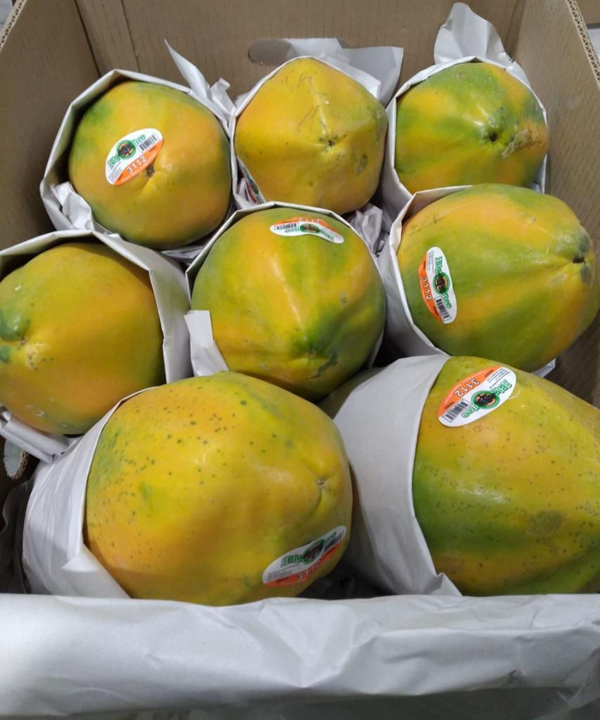 Papaya striped coloring (2)