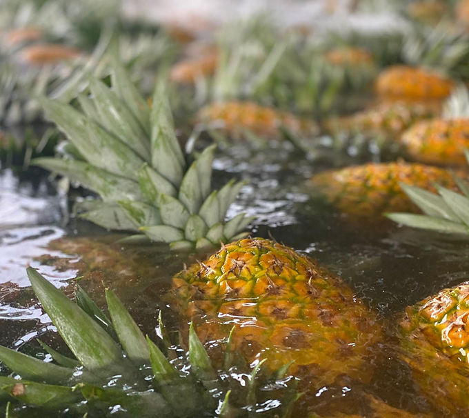 IBT Pineapple 2 (1).jpg