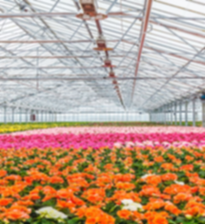 DENBA+ Flowers 1.png