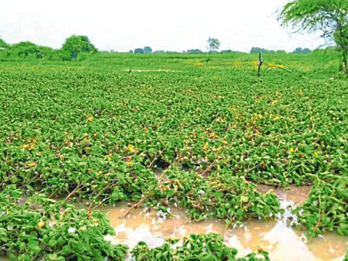 शेतकऱ्यांना दिलासा; सरकारकडून 157 कोटींची मदत जाहीर...